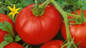  Description of the variety of tomatoes Moskvich and the rules of its cultivation