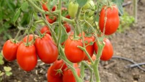  Description of the variety of tomatoes Stolypin