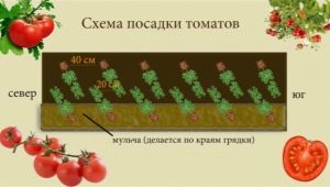  The main schemes of planting tomatoes in the greenhouse