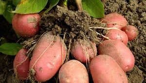  Features and growing varieties of potatoes Red Lady