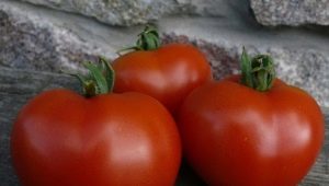  Features varieties of tomatoes Dubok