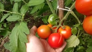  Features tomatoes grade Leopold F1