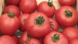  Features cultivation varieties of tomatoes Torbay