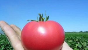  Pink Paradise Tomatoes: Features of the Variety and Cultivation Subtleties