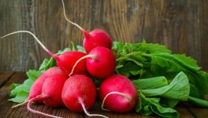  Planting and growing radish in egg cells