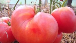  Tomato growing rules