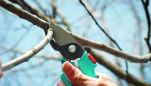  Correct pruning plum