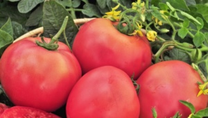  The advantages and disadvantages of tomato varieties Raspberry Giant