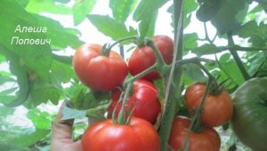  Tomato Alesha Popovich: variety description and cultivation rules