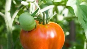  Tomato Altai masterpiece: advantages and characteristics