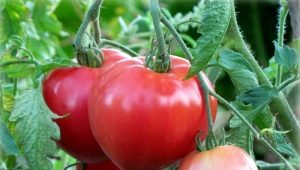  Tomato Batyana: description of the variety and the rules of cultivation