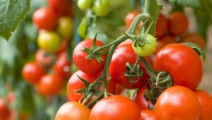  Tomato Money Bag: description of the variety and subtleties of cultivation