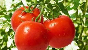  Tomato Dubrava: characteristics and characteristics of cultivation