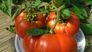  Tomato Hospitable: description of the variety and characteristics of cultivation