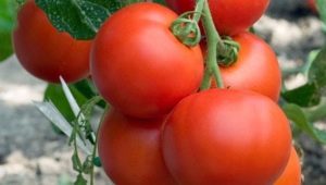  Tomato Intuition F1: benefits and rules of cultivation