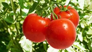  Tomato Lakomka: variety description and cultivation rules