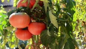  Tomato Mikado: Characteristics and Varieties