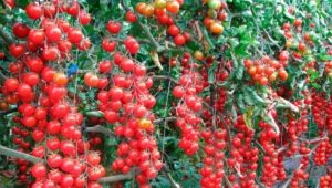  Sweet Cherry Tomato: Characteristics of a Variety and Cultivation