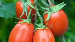  Tomato Torquay F1: characteristics and description of the variety