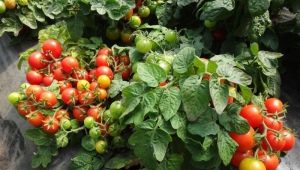  Tomato Apparently Invisible: characteristics and subtleties of cultivation