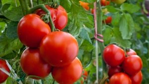  Tomatoes Evpator: features of the variety and fineness of breeding