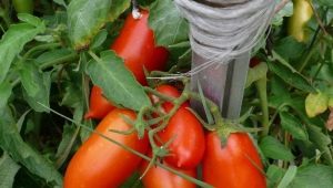  Tomatoes Königsberg: description of the variety and subtleties of cultivation