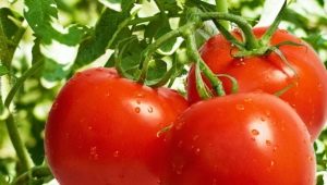  Tomatoes Liana: description, yield, cultivation