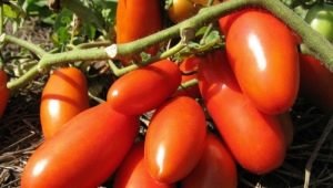  Tomatoes Rocket: description, cultivation and yield