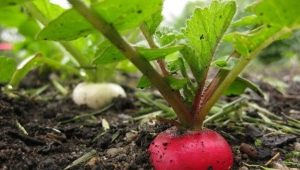  The subtleties of the process of growing radish