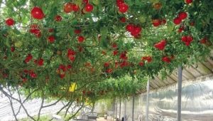  The subtleties of growing tomato tree