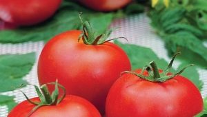  What are the features of tomato variety Polufast F1 and how to grow it?