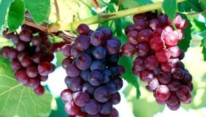  Grape Cardinal: opis odmiany, rodzaje i uprawa