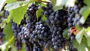  Veliant grapes: cechy odmiany i uprawy