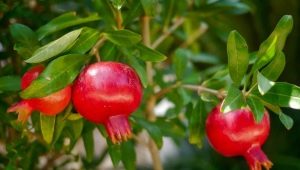  Growing a pomegranate and room care rules