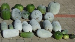  Winter sweet pumpkin: features, varieties and cultivation