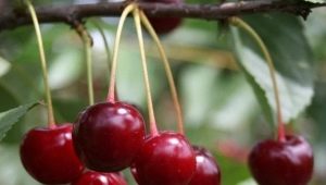  Sweet cherry diseases: description and treatment methods