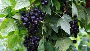  Diseases and pests of black currant: characterization and control