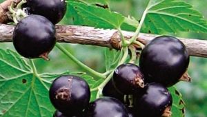  What and how to feed black currants?