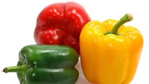  What can feed the Bulgarian pepper?