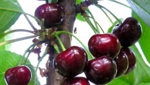  Melitopol Sweet Cherry: Characteristics of a Variety and Secrets of Cultivation