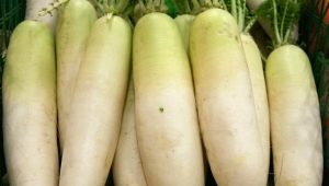  Daikon: korzyści i szkody, zwłaszcza użytkowanie