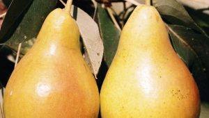  Pear Chizhovskaya: complete characterization, planting and care