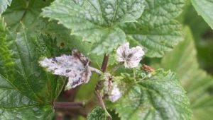  How to deal with white bloom on currants?