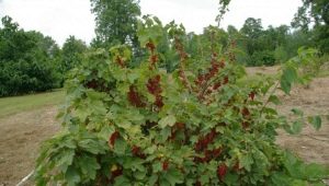  How and what to properly tie currant bushes?