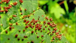  How to get rid of gall mites on a pear?