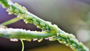  How to get rid of aphids on dill?