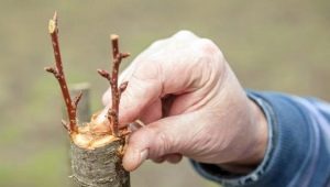  How to plant a pear?