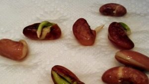  How to sprout beans?