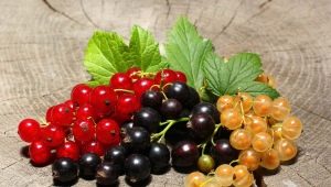  How to make blanks of currants for the winter?