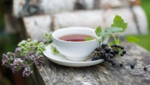  How to collect and dry the leaves of currants for tea?